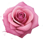 Floating petals